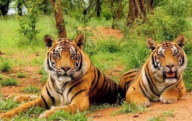 Golden Triangle Tour With Ranthambore